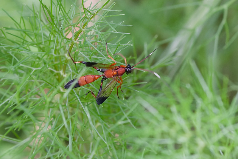 06 Ctenochares bicolorus.jpg